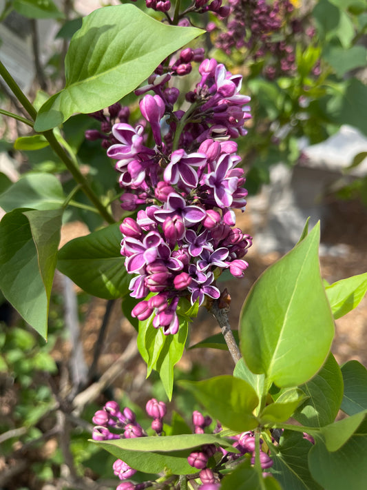Lilac, French / Common 'Sensation' (Syringa)