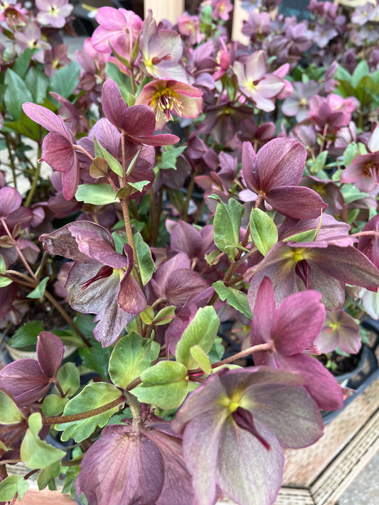 Lenten Rose, Hybrid 'Ice N' Roses Red' (Helleborus)