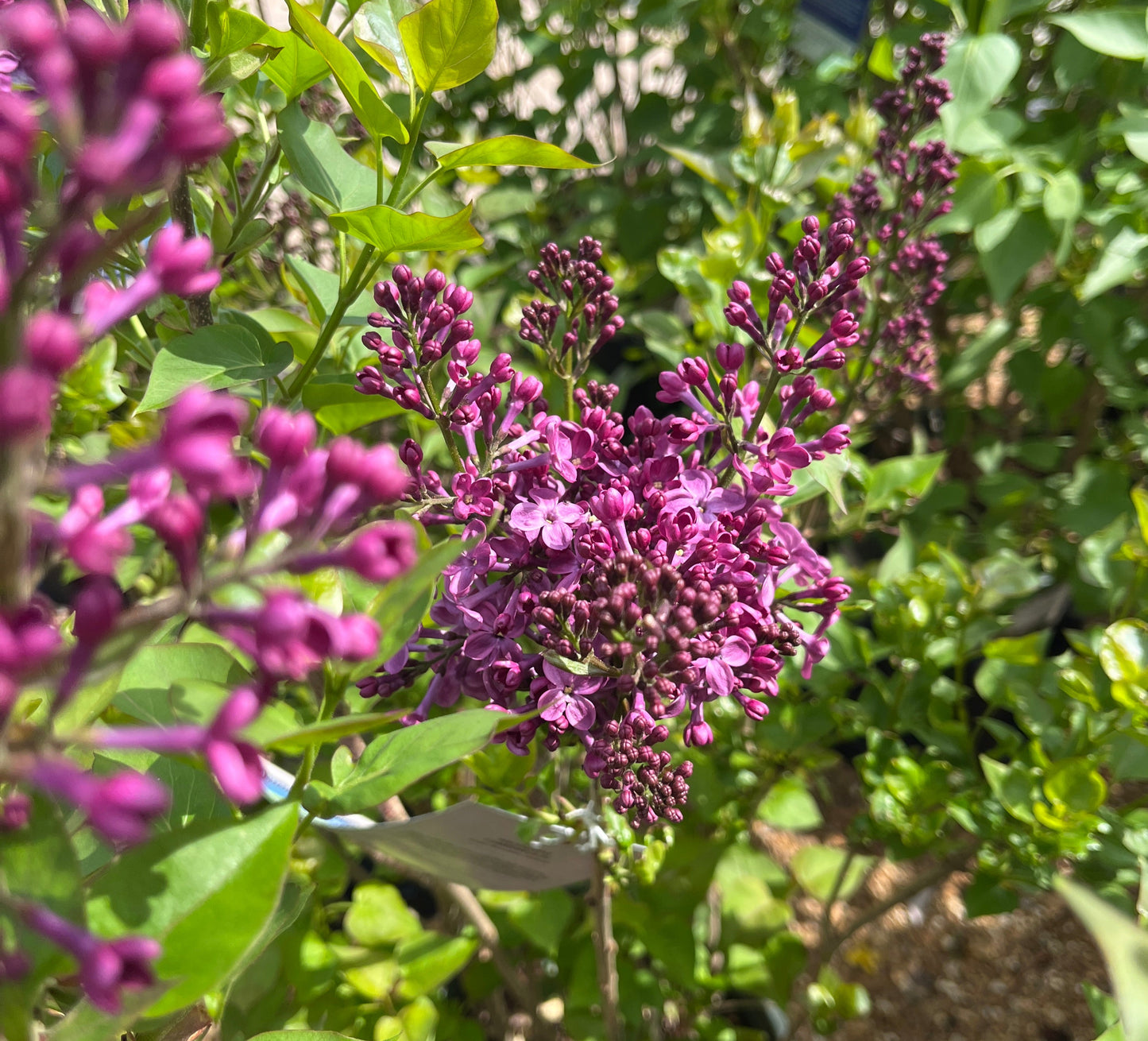 Lilac, Canadian Fragrant 'Pocahontas' (Syringa)