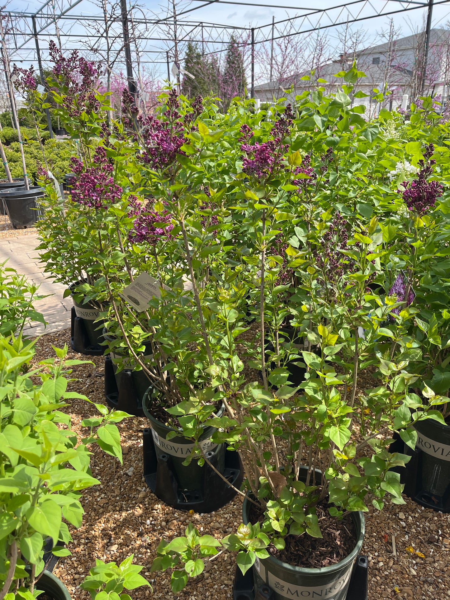 Lilac, Canadian Fragrant 'Pocahontas' (Syringa)