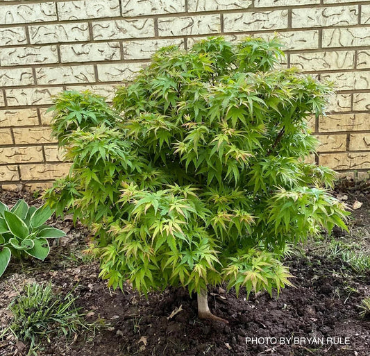 Acer palmatum 'Sharp's Pygmy'