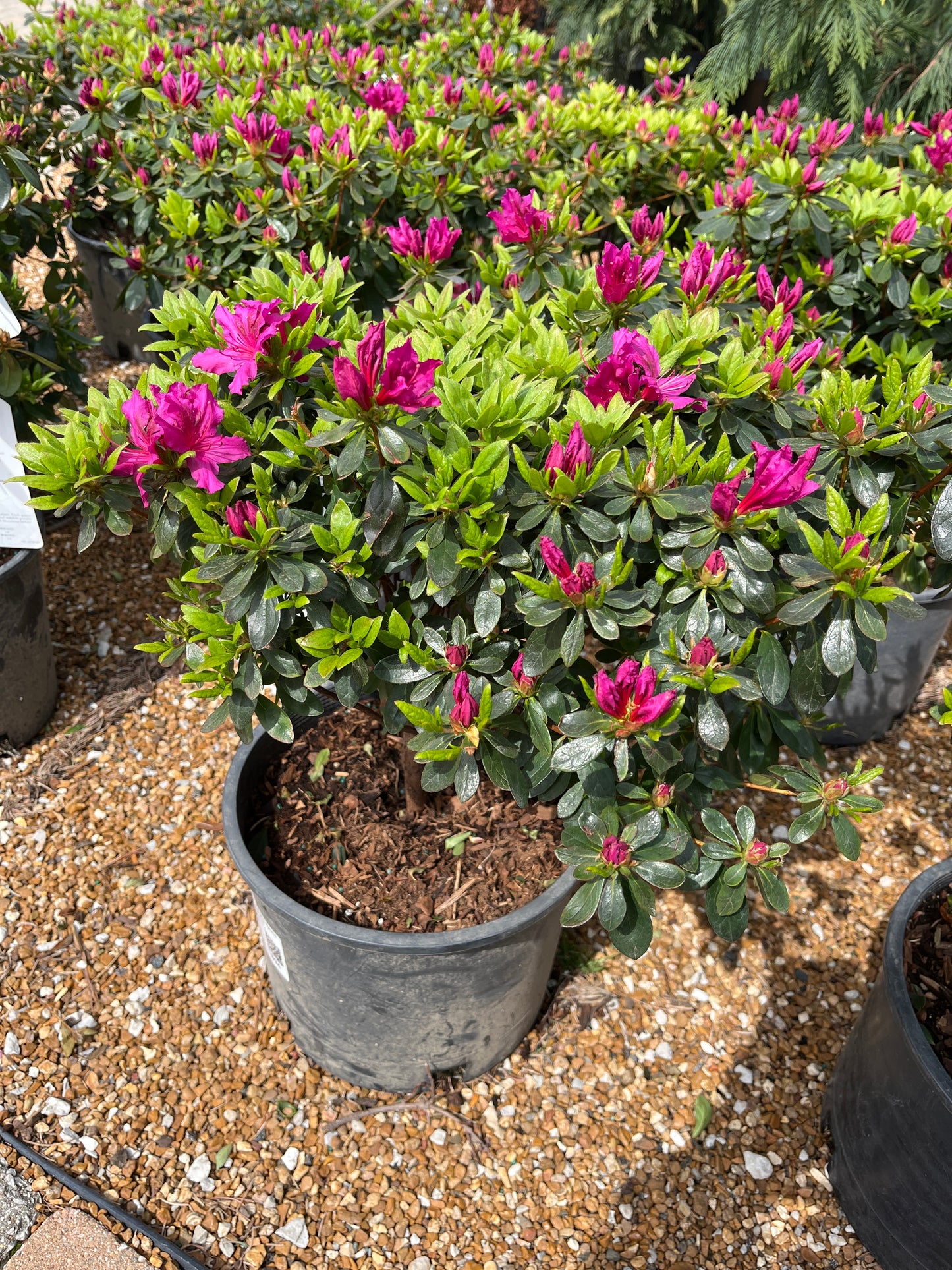 Azalea, Evergreen Girard Hybrid 'Girard's Fuchsia' (Rhododendron)