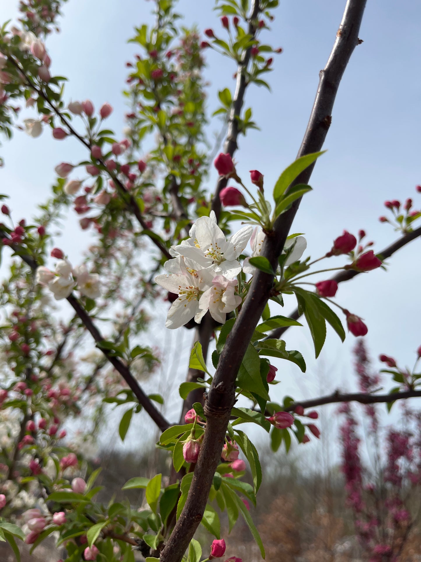 Crabapple, Flowering 'Sugar Tyme (Malus)