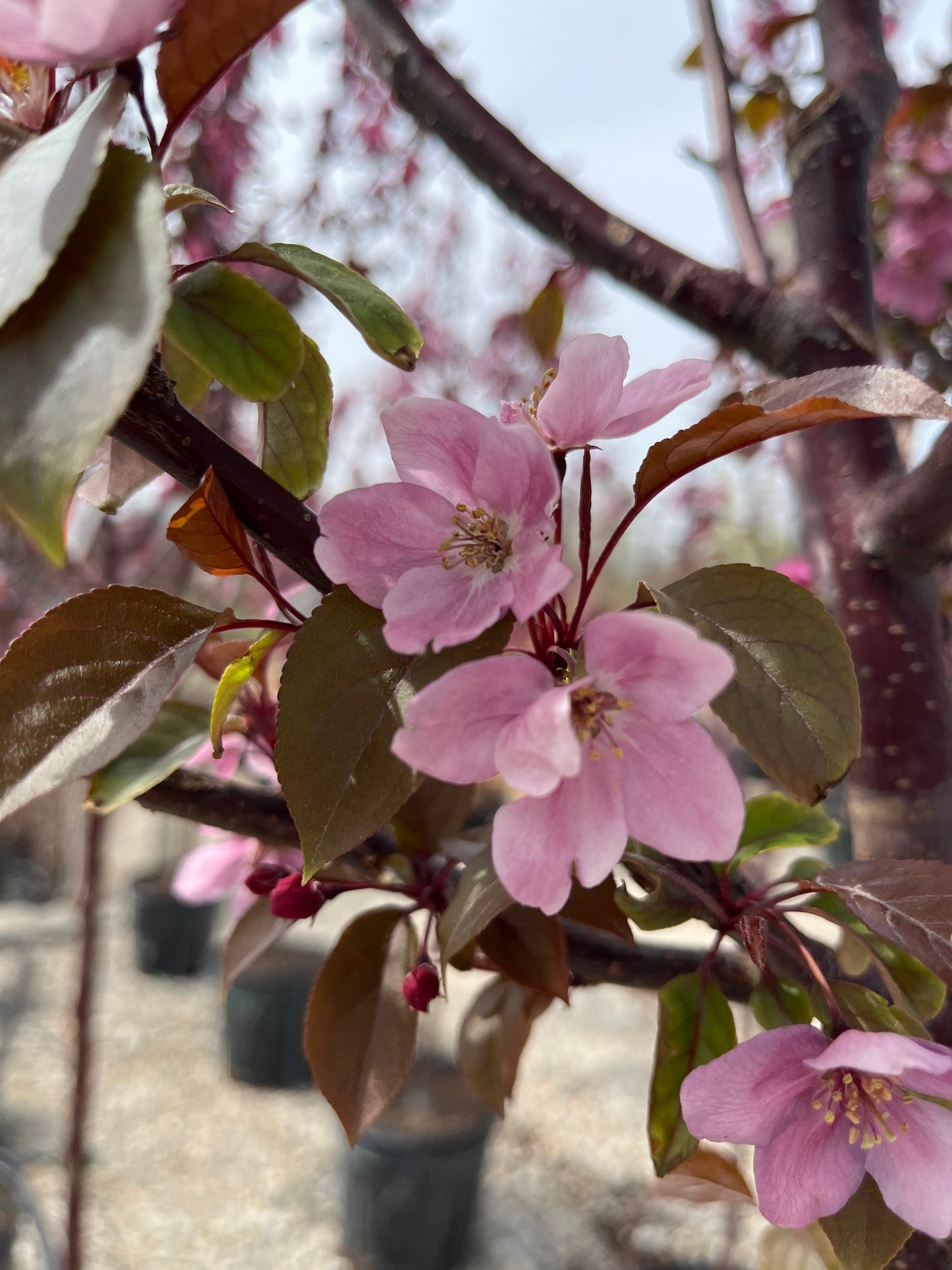 Crabapple, Flowering 'Perfect Purple' (Malus)