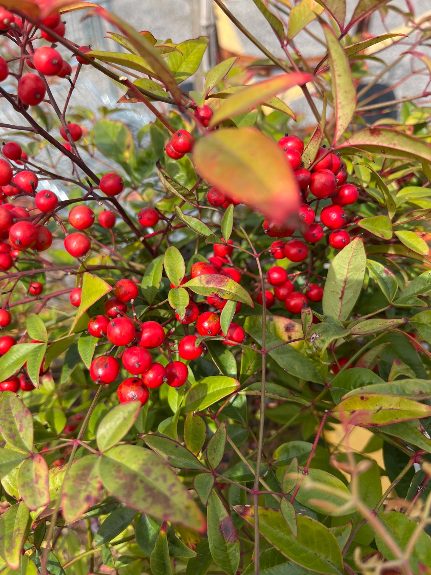 Heavenly Bamboo (Nandina)