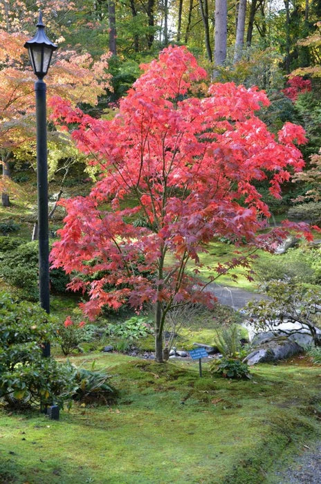 Acer palmatum 'Osakazuki'