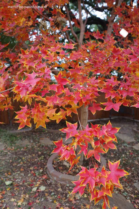 Maple, Shantung, Purple Blow 'Fire Dragon' (Acer)