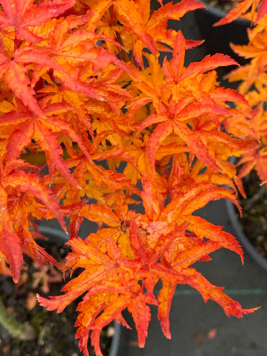 Acer palmatum 'Shishigashira'