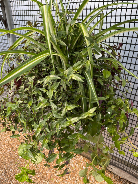 Foliage & Tropical Combo