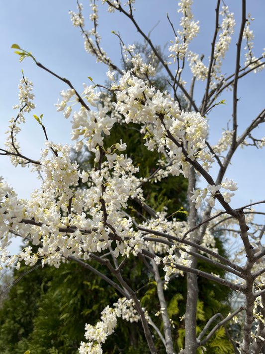 Redbud, Eastern Whitebud 'Royal White' (Cercis)
