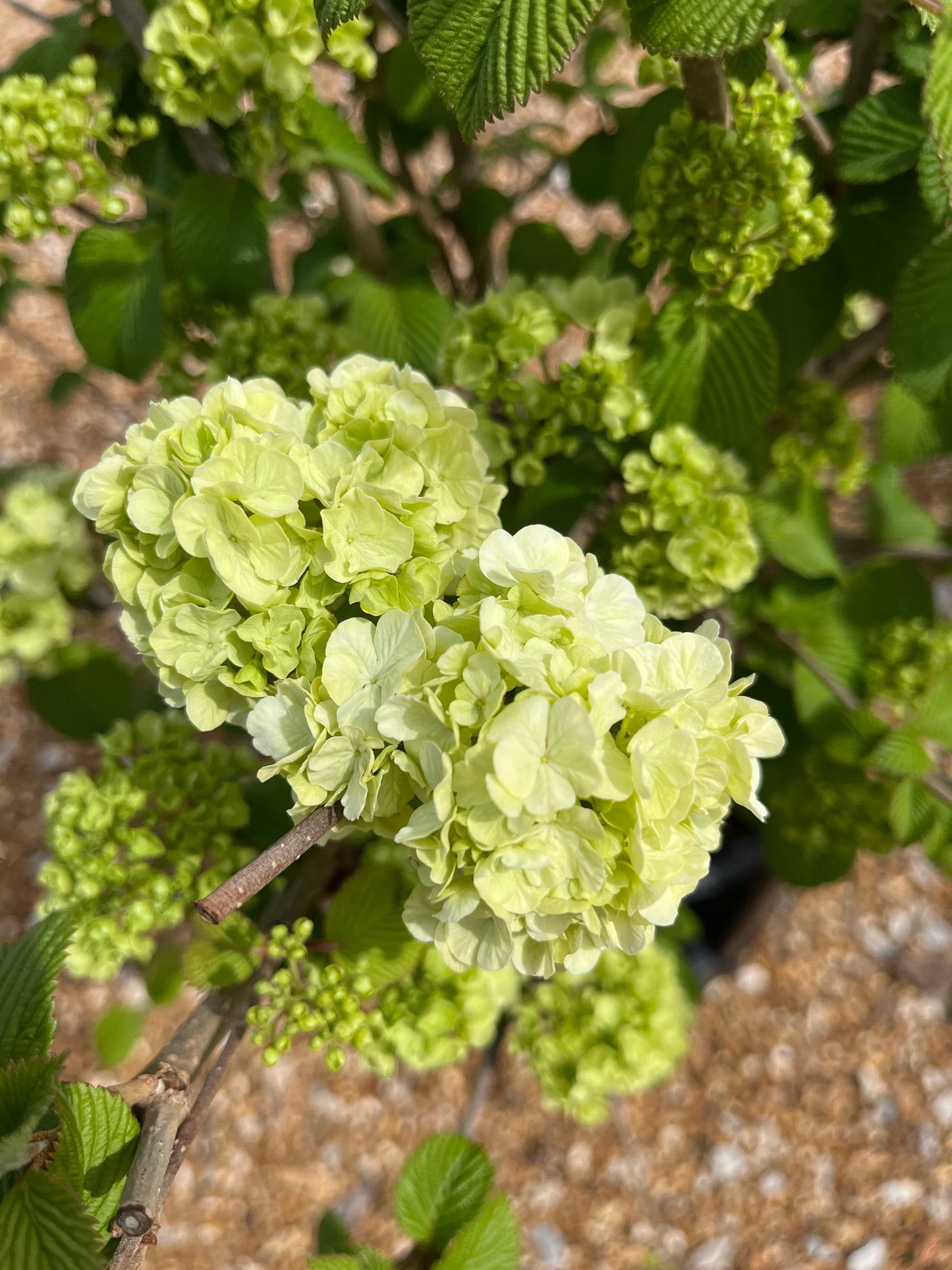 Viburnum, Doublefile 'Popcorn' (Viburnum)