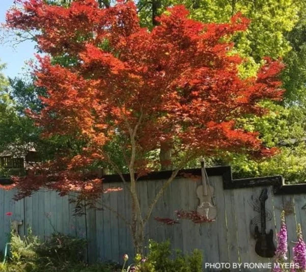 Acer palmatum 'Oshio-Beni'