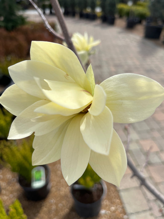 Magnolia, Star 'Gold Star' (Magnolia)