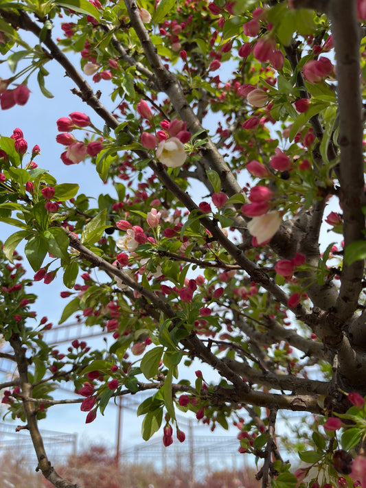 Crabapple, Flowering Dwarf 'Sparkling Sprite' (Malus)