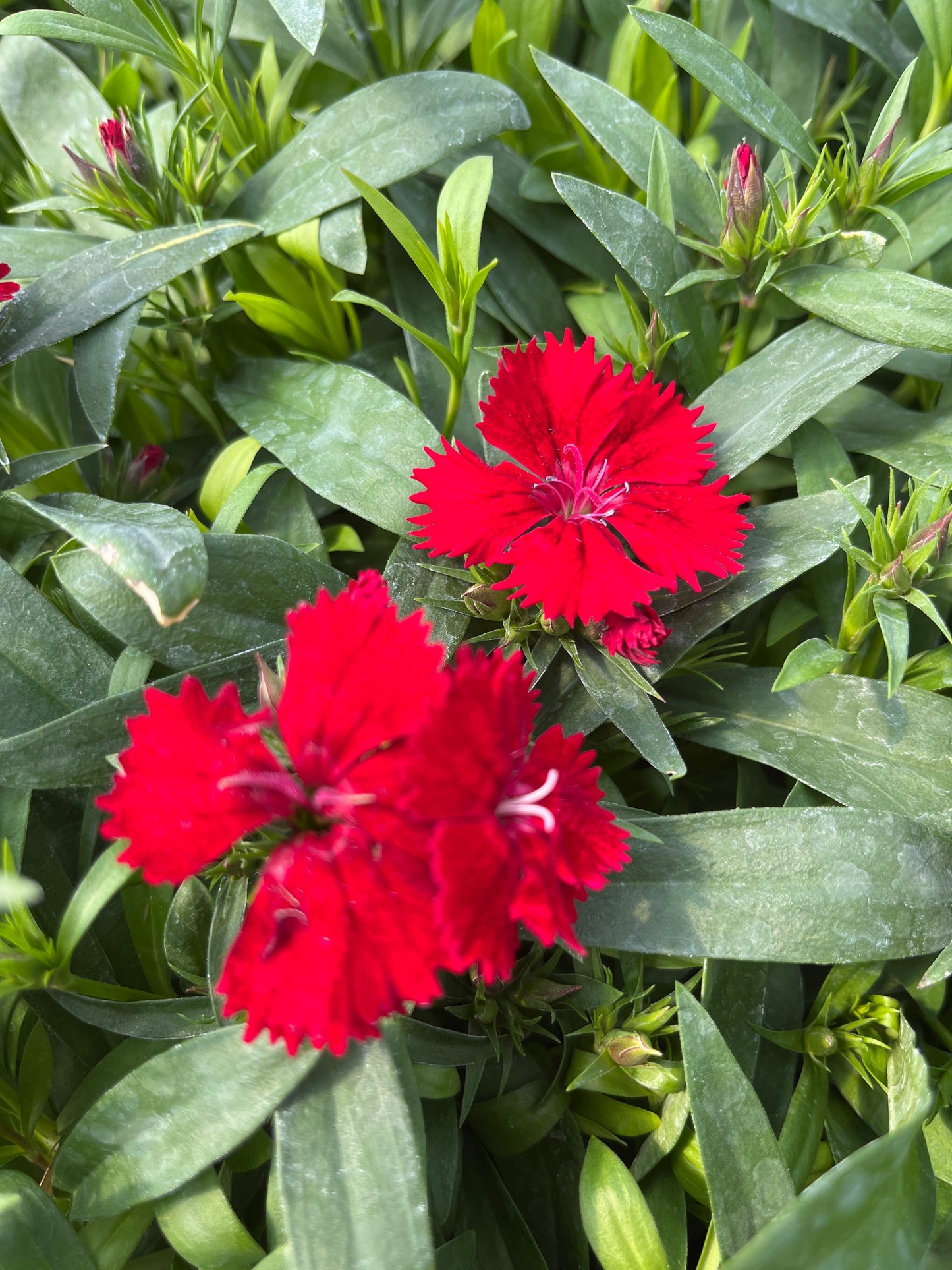 Pinks, Carnation Chinese Hybrid 'Telstar' (Dianthus)
