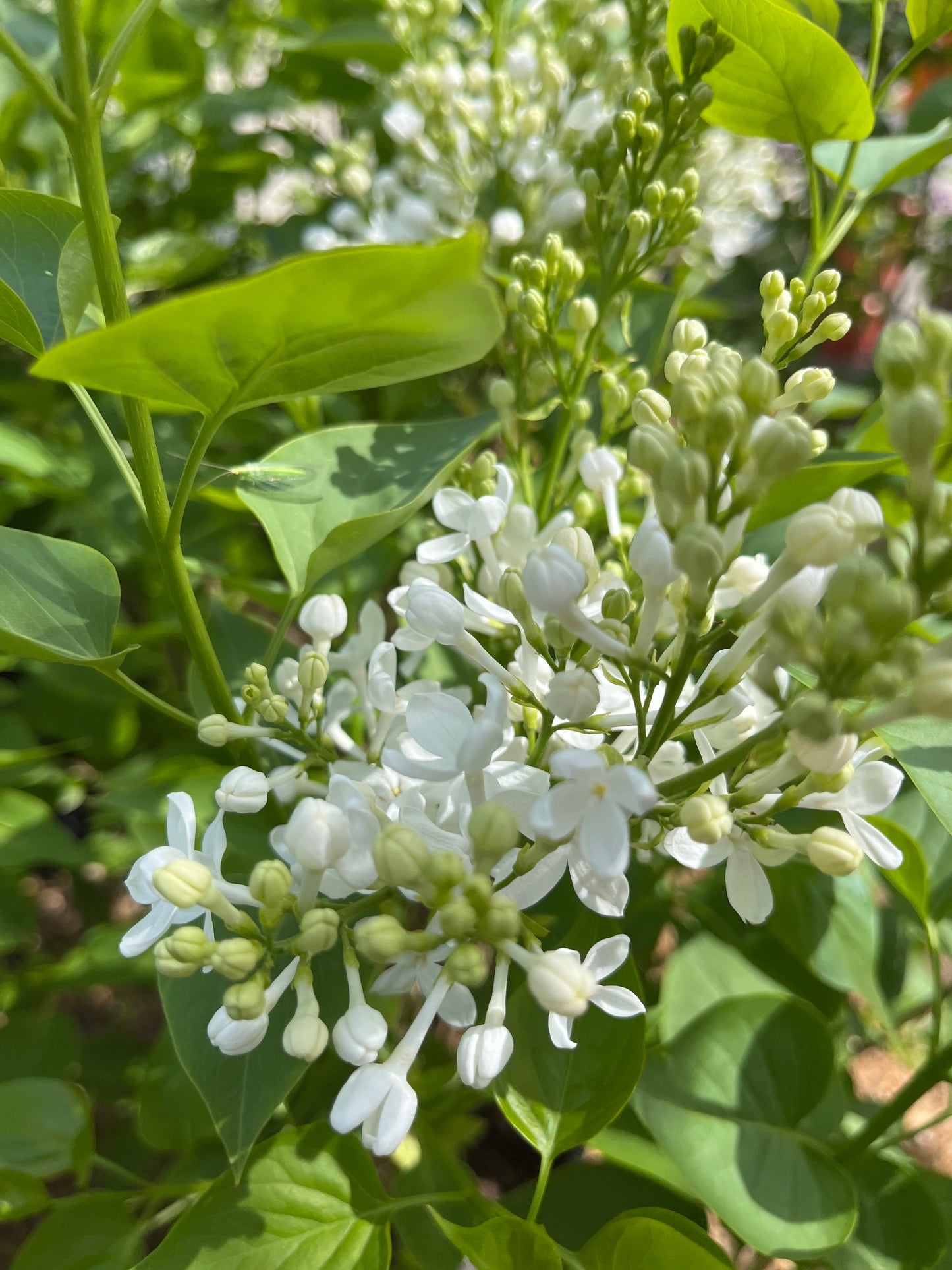 Lilac, Korean Broadleaf 'Betsy Ross' (Syringa)