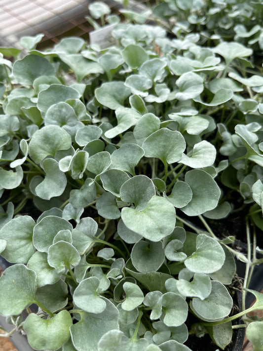 Ponysfoot / Silver Nickel, Trailing (Dichondra)