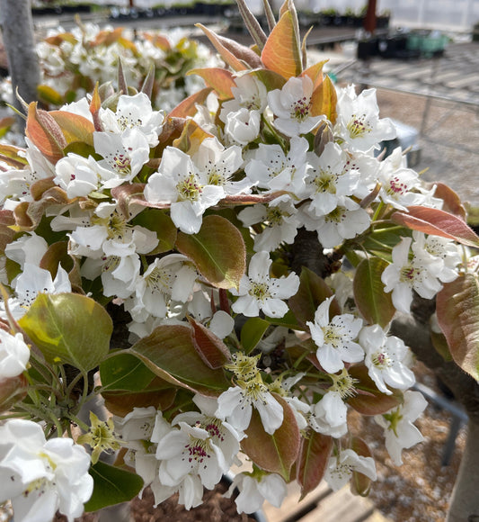 Pear, Asian '20th Century' (Pyrus)
