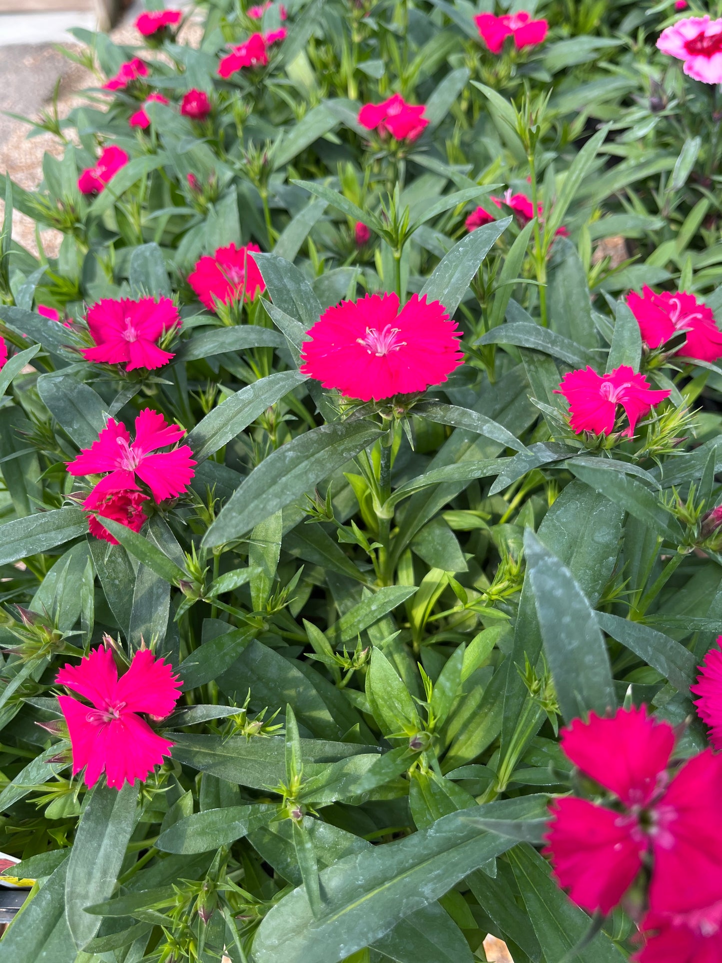 Pinks, Carnation Chinese Hybrid 'Telstar' (Dianthus)