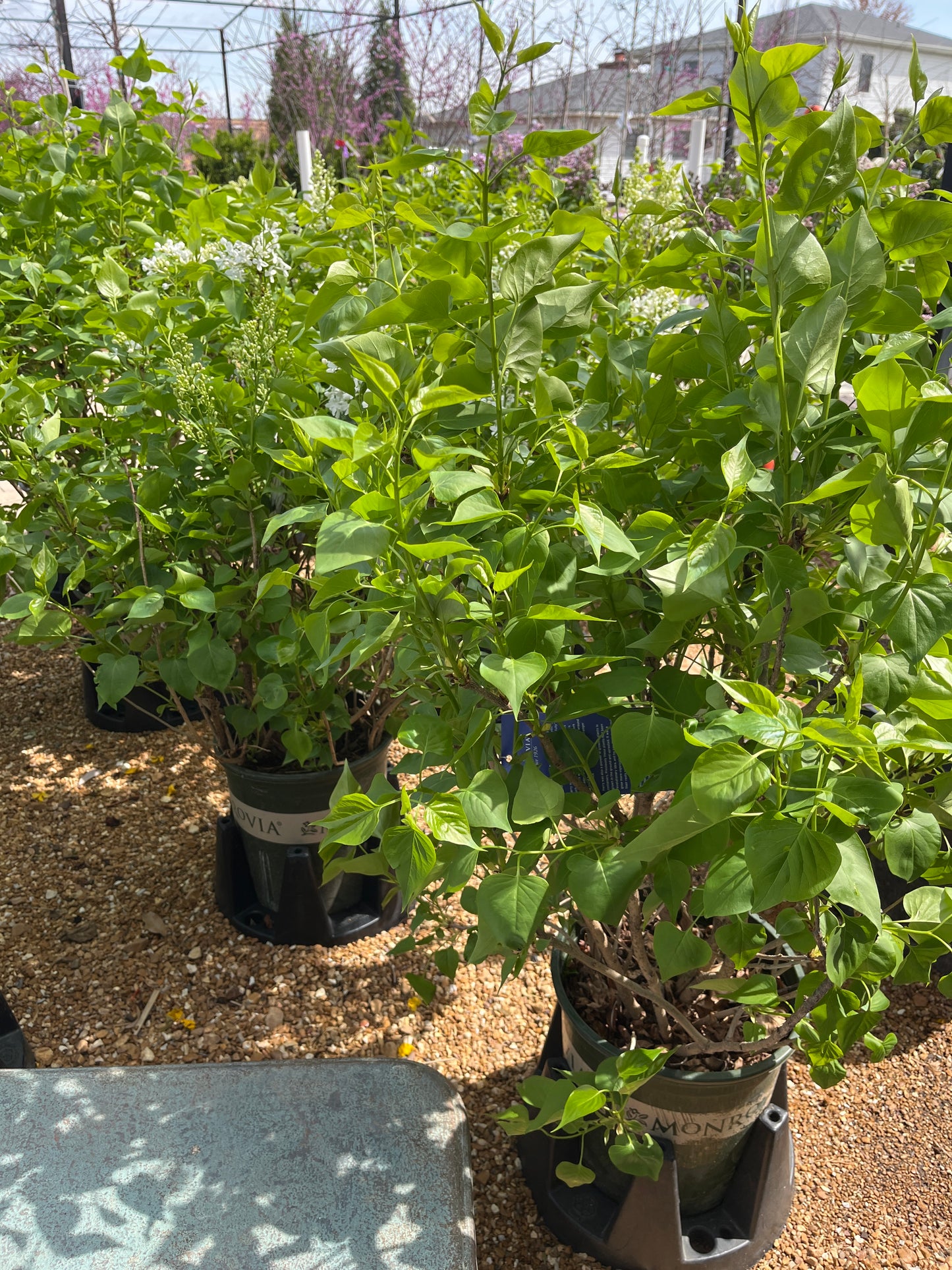 Lilac, Korean Broadleaf 'Betsy Ross' (Syringa)