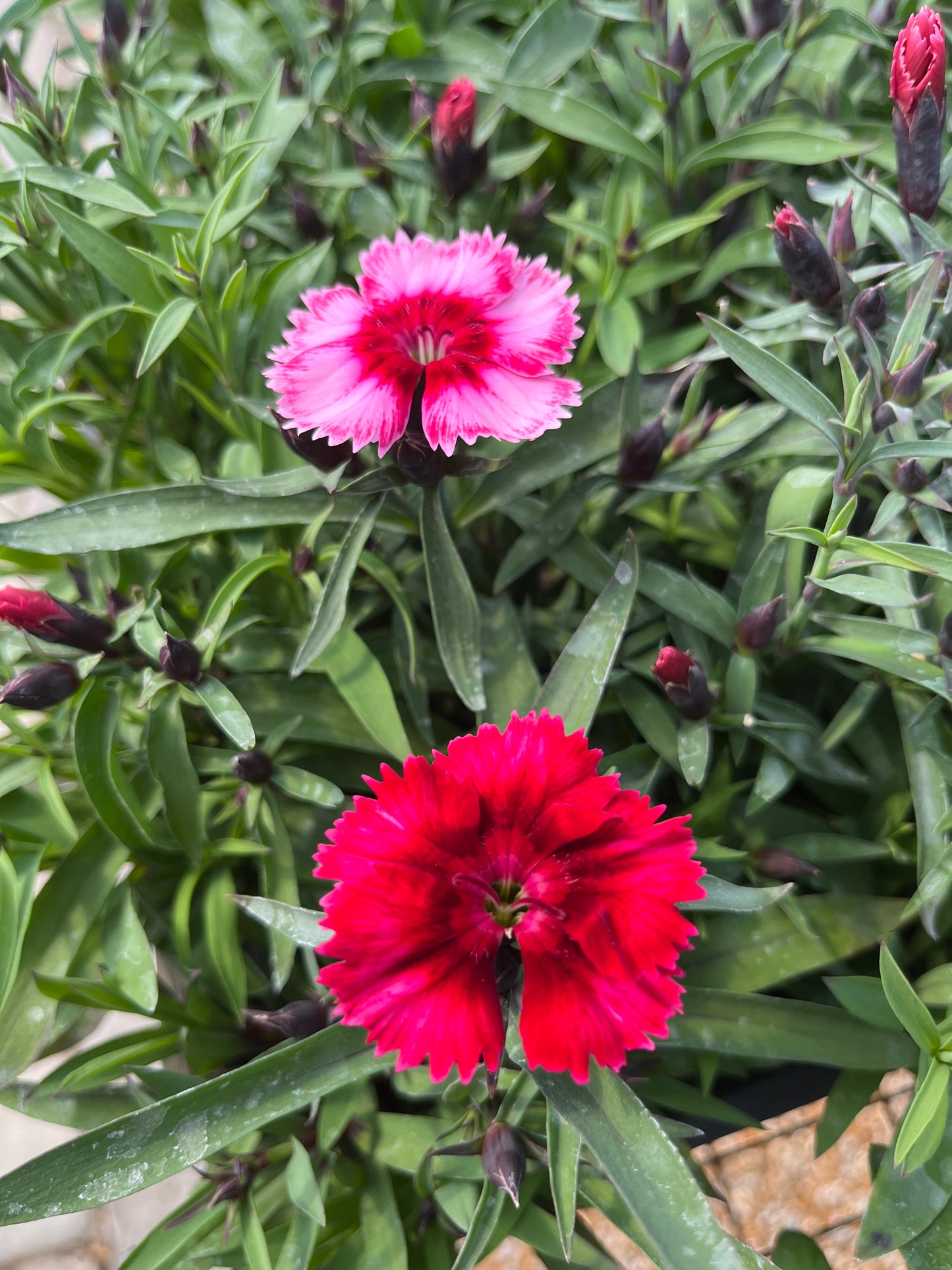 Pinks, Carnation Chinese Hybrid 'Telstar' (Dianthus)