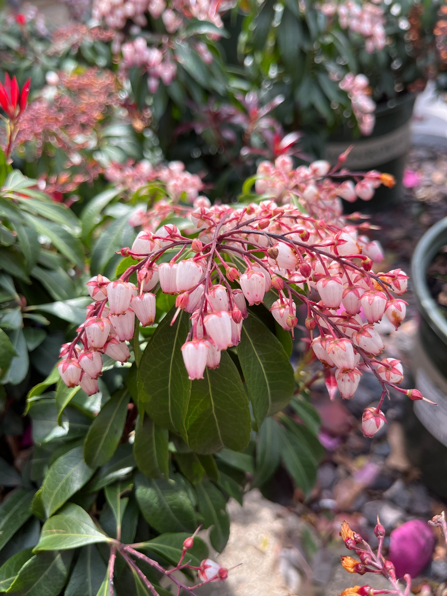 Lily-of-the-Valley Shrub 'Katsura' (Pieris)