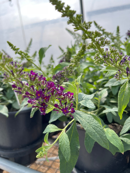Butterfly Bush, 'Chrysalis Cranberry' (Buddleia)