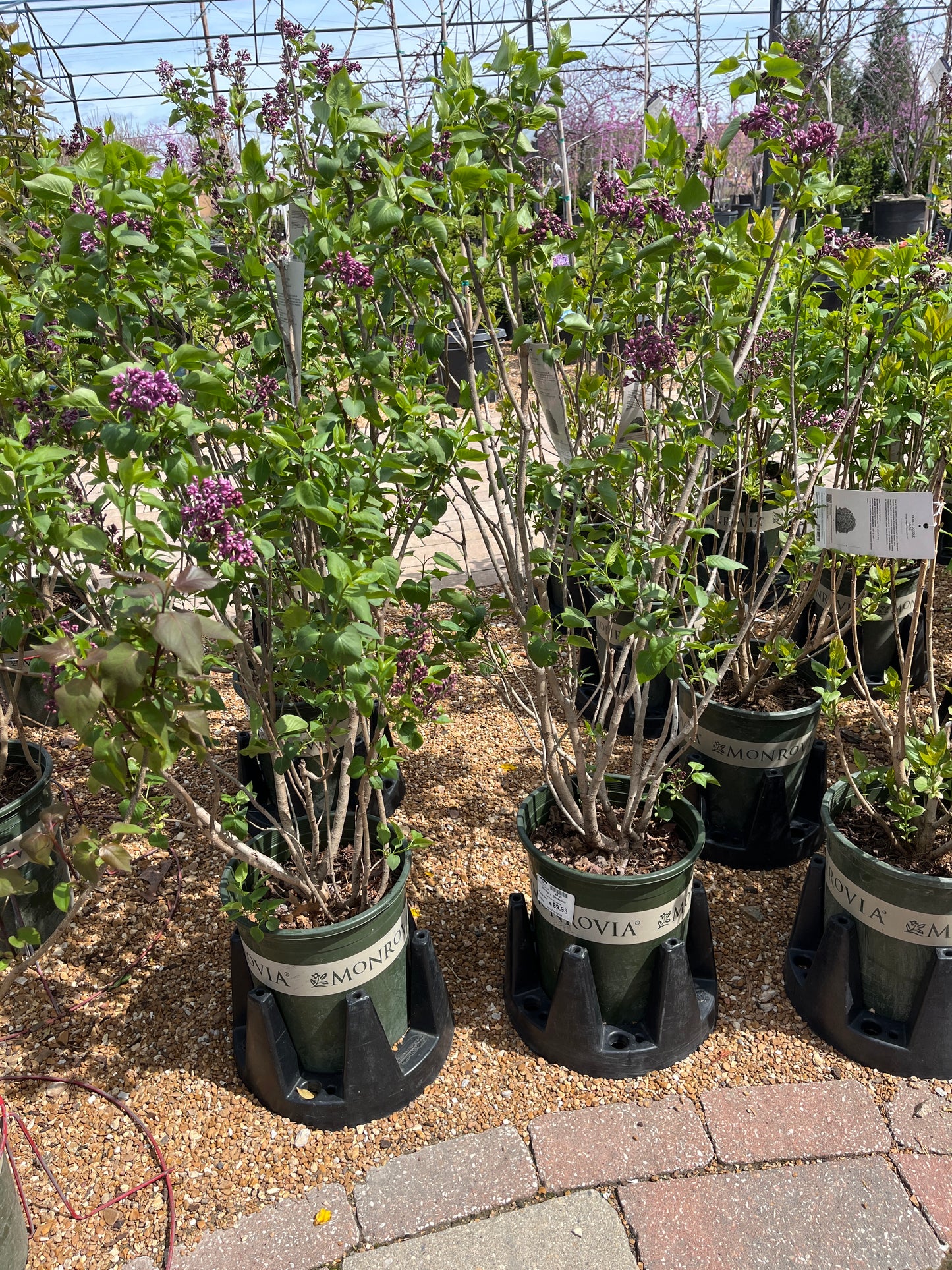 Lilac, French / Common 'Sensation' (Syringa)
