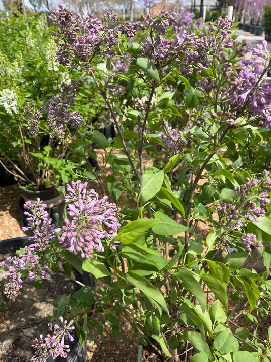 Lilac, French / Common 'Lavender Lady' (Syringa)