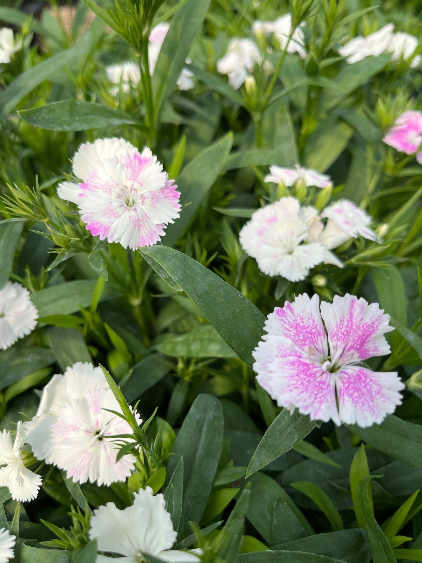 Pinks, Carnation Chinese Hybrid 'Telstar' (Dianthus)