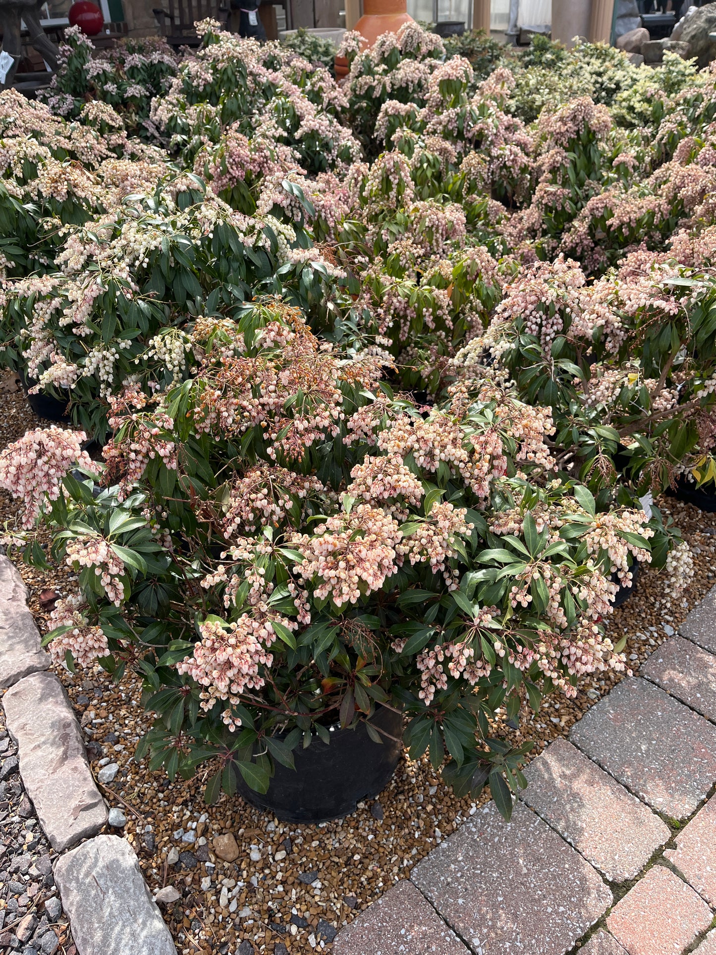 Lily-of-the-Valley Shrub 'Katsura' (Pieris)