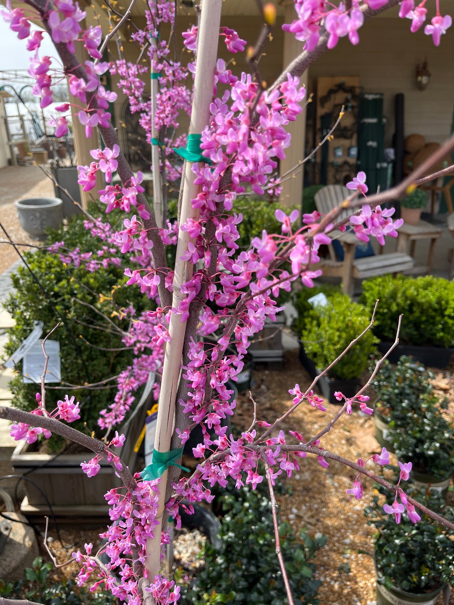 Redbud, Eastern 'The Rising Sun' (Cercis)