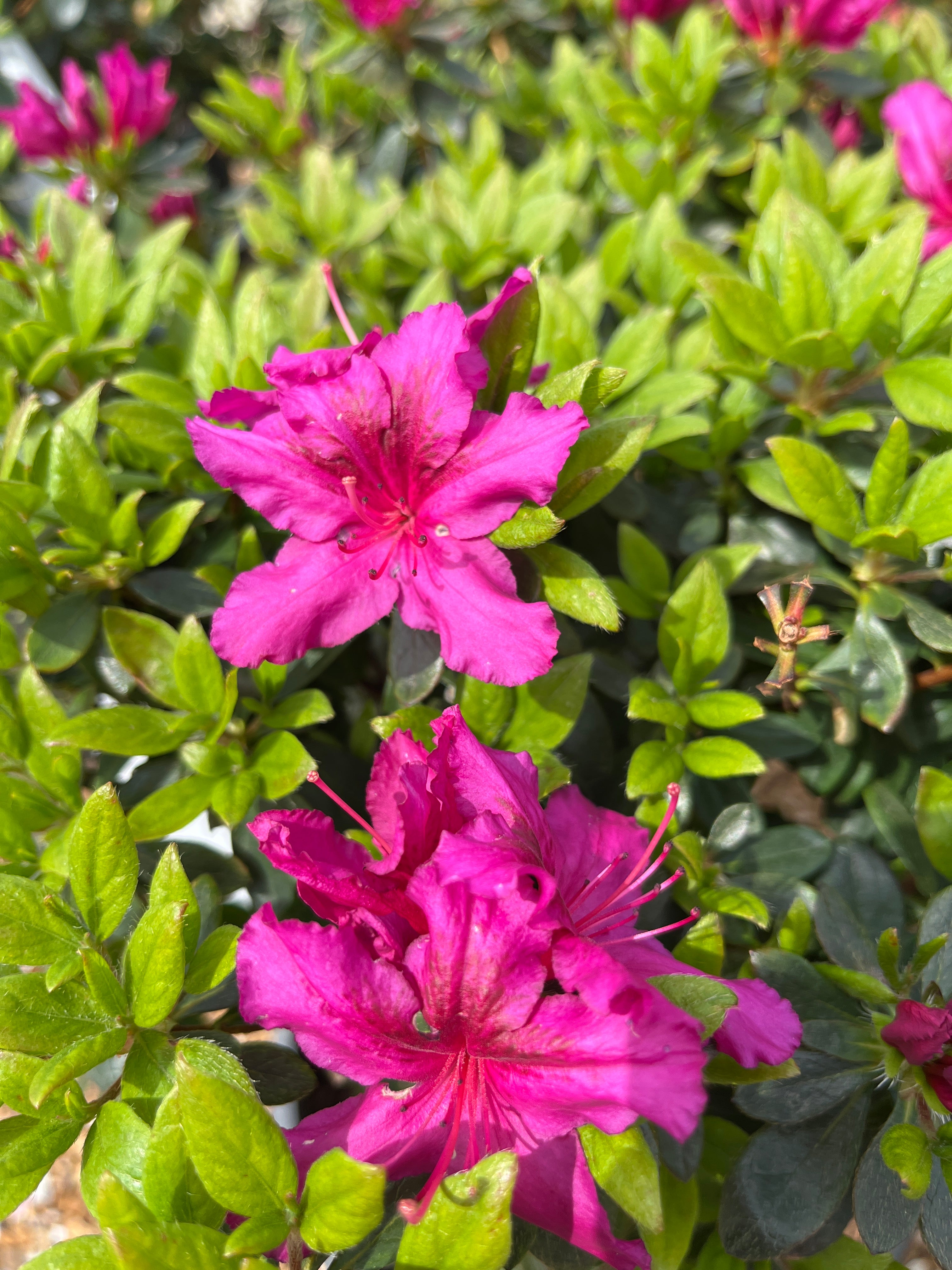 Azalea, Evergreen Girard Hybrid 'Girard's Fuchsia' (Rhododendron