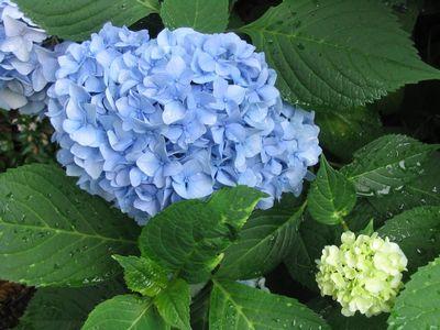 Hydrangea macrophylla 'Nantucket Blue'