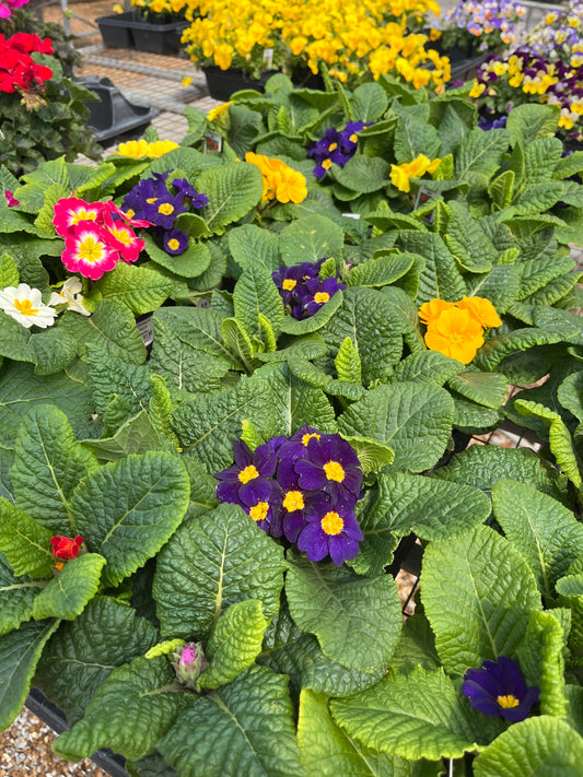 Primrose (Primula)