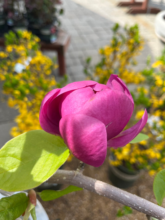 Magnolia, Saucer 'Black Tulip' (Magnolia)