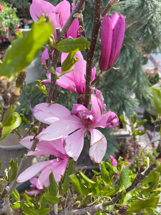 Magnolia, Hybrid Lily Saucer 'Ann' (Magnolia)