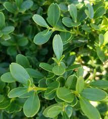 Buxus microphylla var. koreana