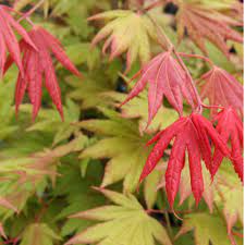 Acer shirasawanum 'Moonrise'