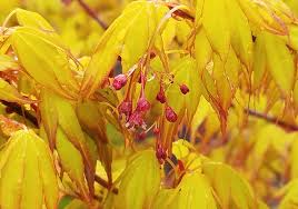 Acer palmatum 'Katsura'