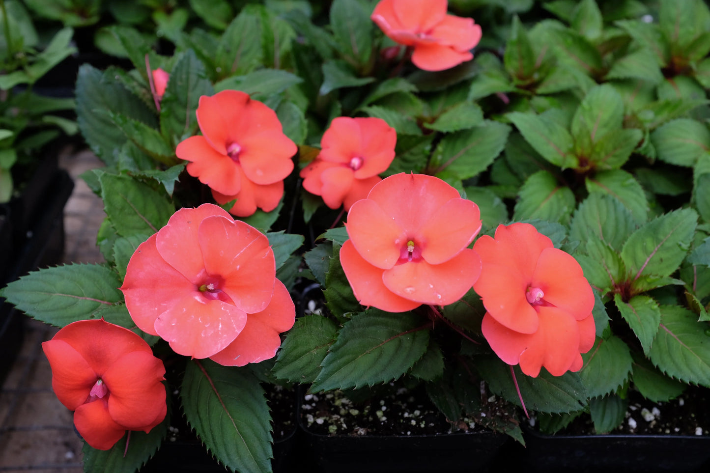 Impatiens x hybrida