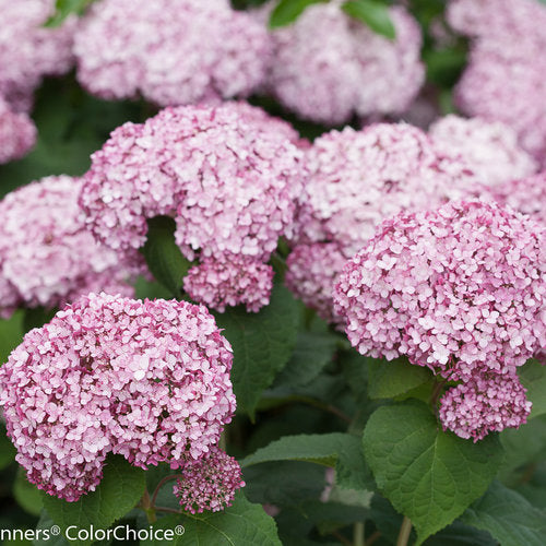 Hydrangea arborescens 'Incrediball Blush'