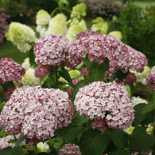 Hydrangea arborescens 'Incrediball Blush'