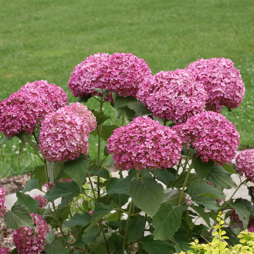 Hydrangea arborescens 'Mini Mauvette'