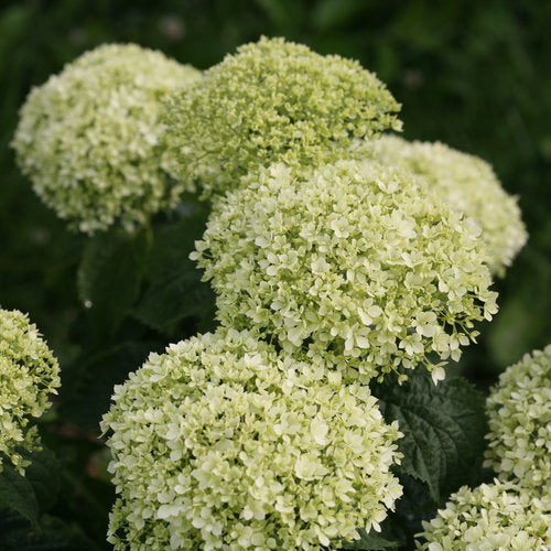 Hydrangea arborescens 'Invincibelle Limetta'