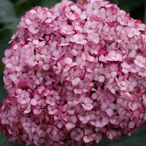 Hydrangea arborescens 'Mini Mauvette'