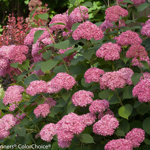 Hydrangea arborescens 'Invincibelle Spirit'