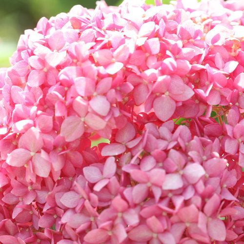 Hydrangea arborescens 'Invincibelle Spirit'