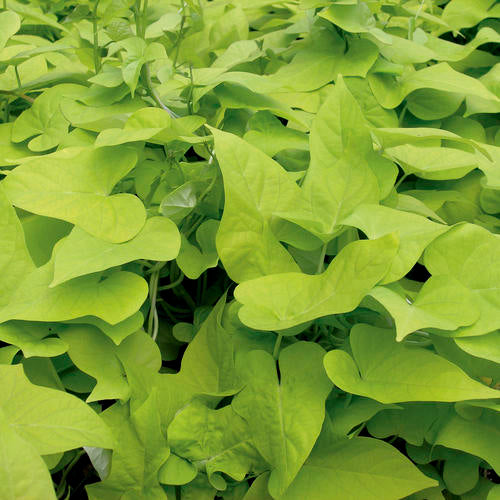Potato Vine, Ornamental (Ipomoea)