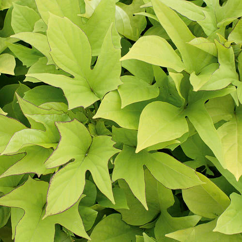 Potato Vine, Ornamental (Ipomoea)